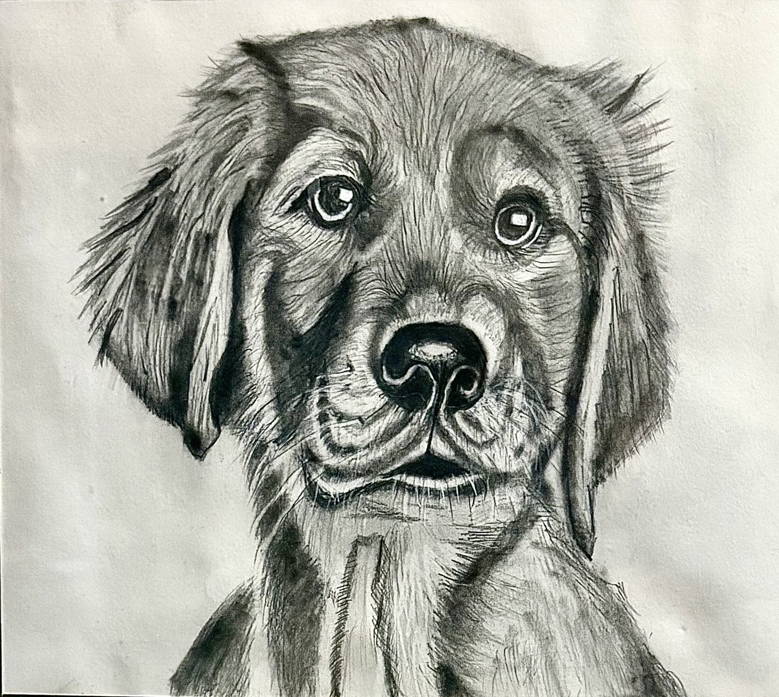 Loyal — a charcoal portrait of a young puppy with soft, searching eyes